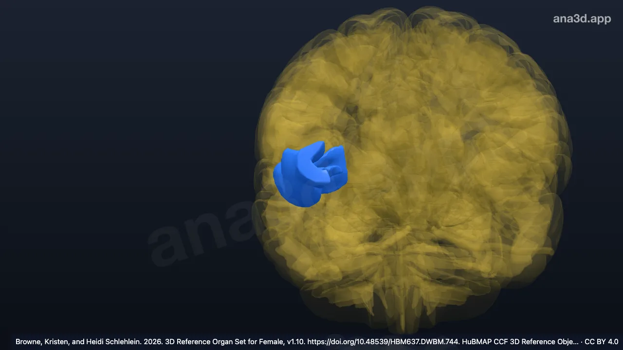 Modèle 3D : Gyrus orbitaire latéral droit