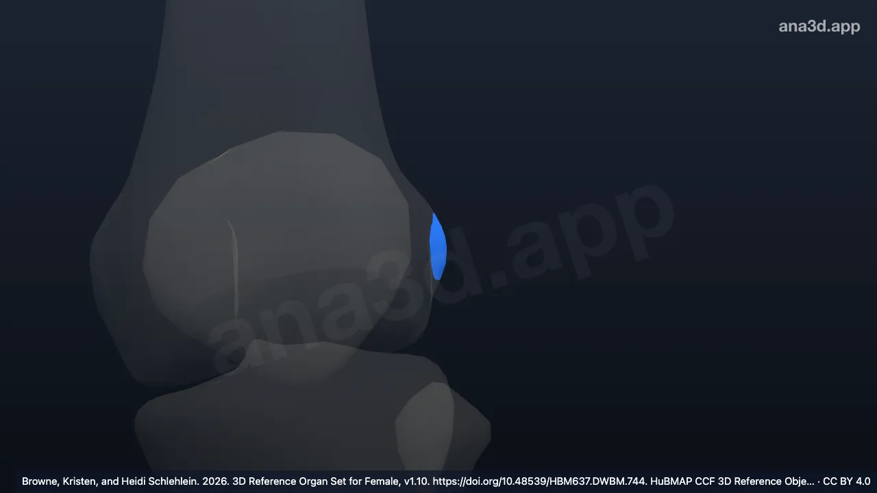 3Dモデル：左外側軟骨膜面