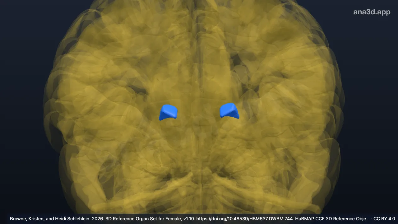 Modèle 3D : Noyau latéral postérieur du thalamus
