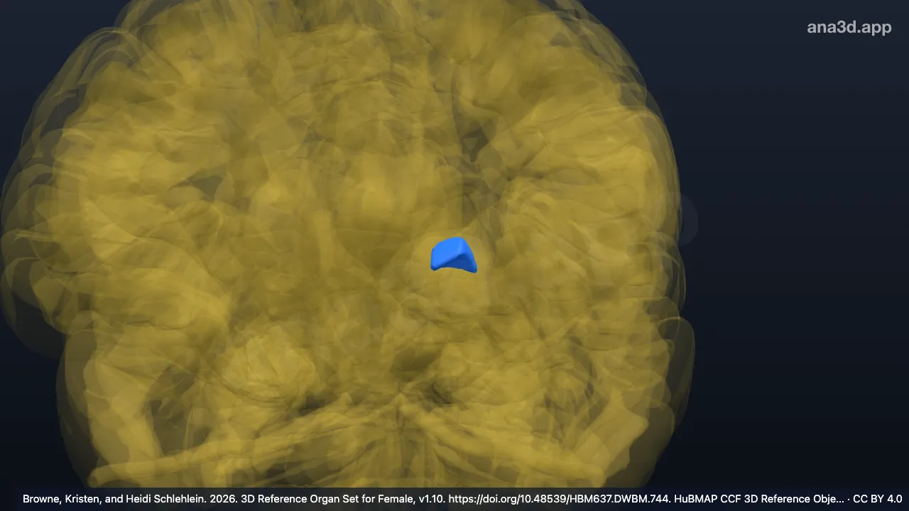 Modèle 3D : Noyau latéral postérieur du thalamus gauche
