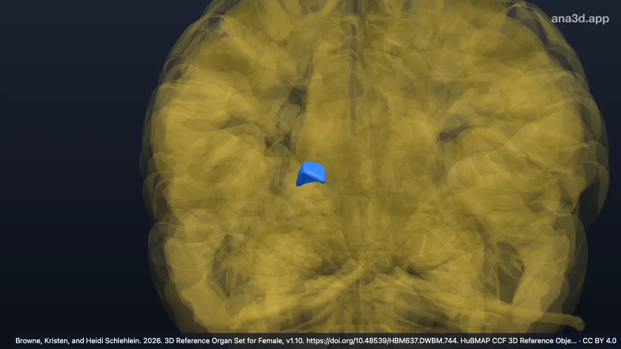Modèle 3D : Noyau latéral postérieur du thalamus droit