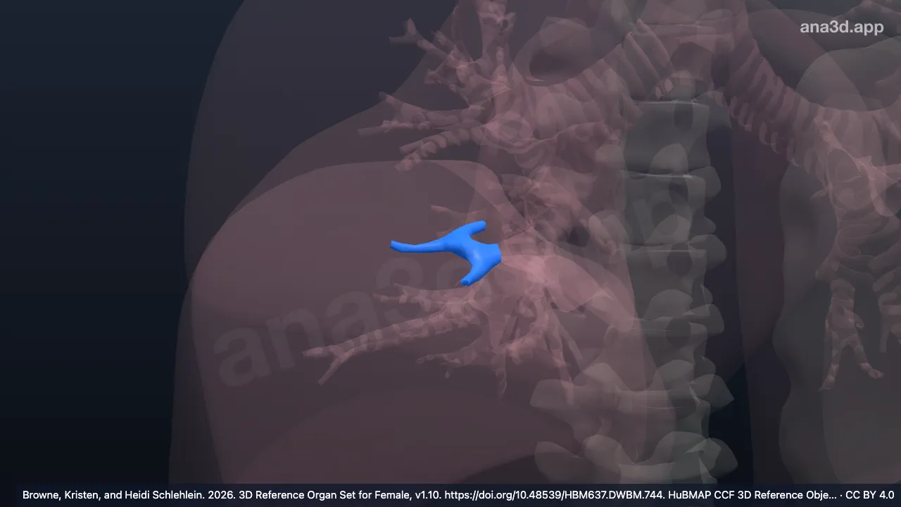 3D 모델: 오른쪽 가쪽구역기관지
