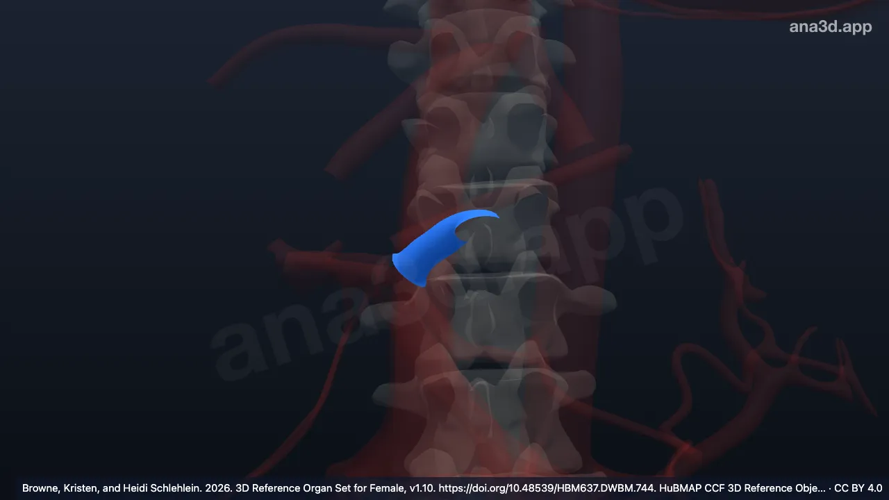 Model 3D: Cabang kiri vena porta