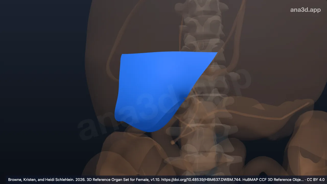 Model 3D: Segmen inferomedial kiri