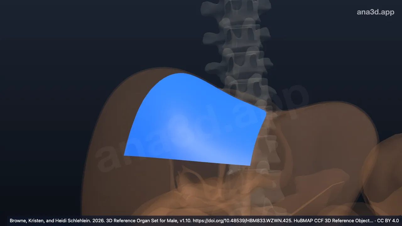 Modèle 3D : Segment supéro-médial gauche