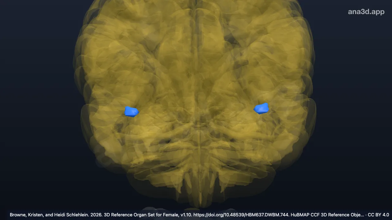 Model 3D: Limen insula