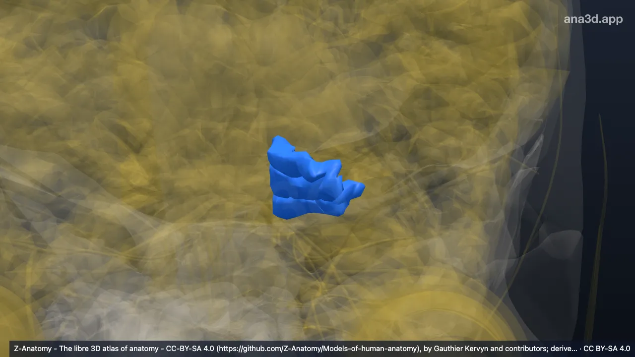 3D model: left lingual gyrus