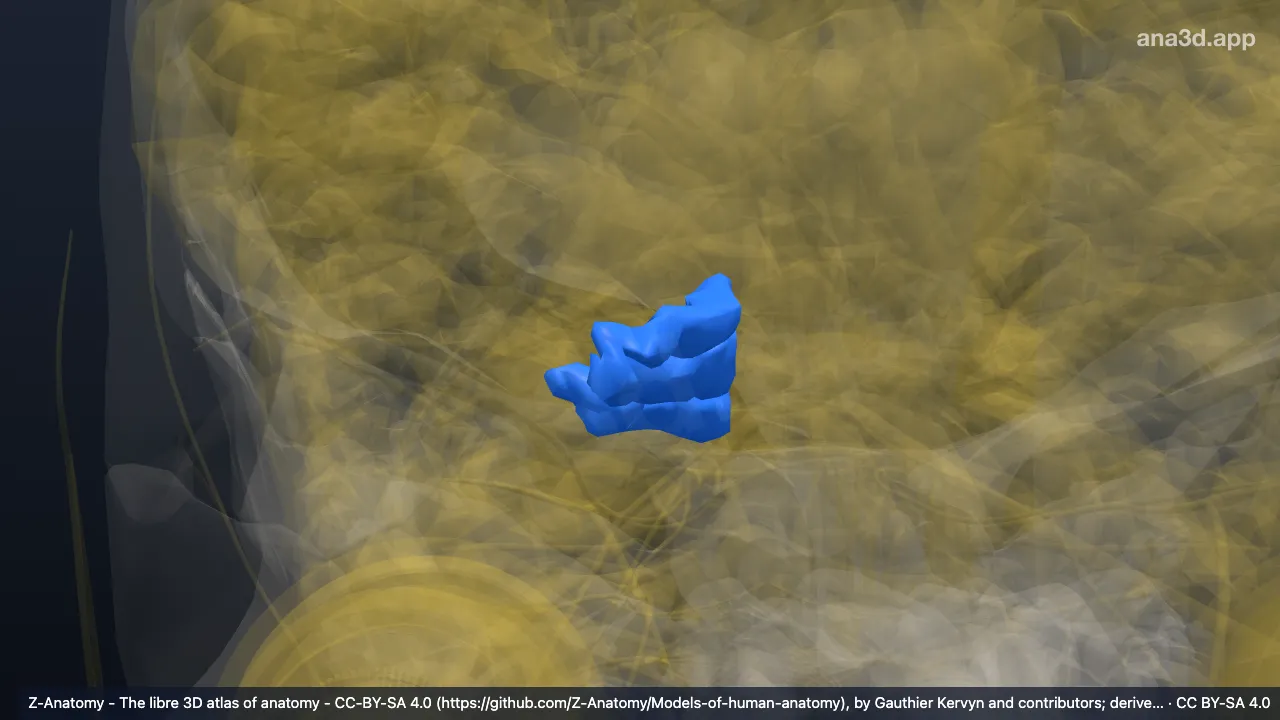 Model 3D: Girus lingualis kanan