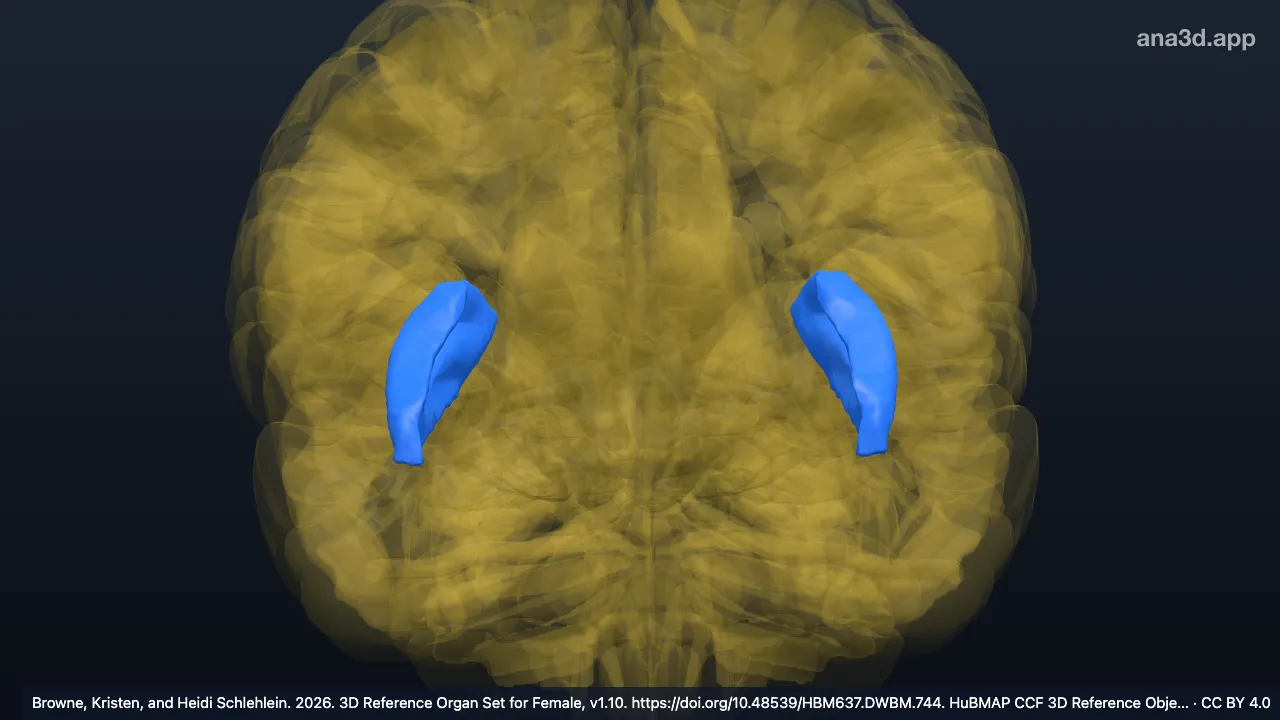 Model 3D: Girus insularis longus