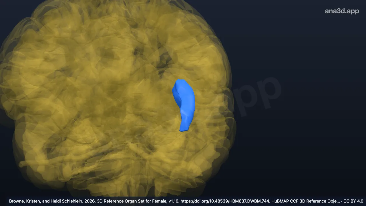 Modèle 3D : Gyrus insulaires longs gauches
