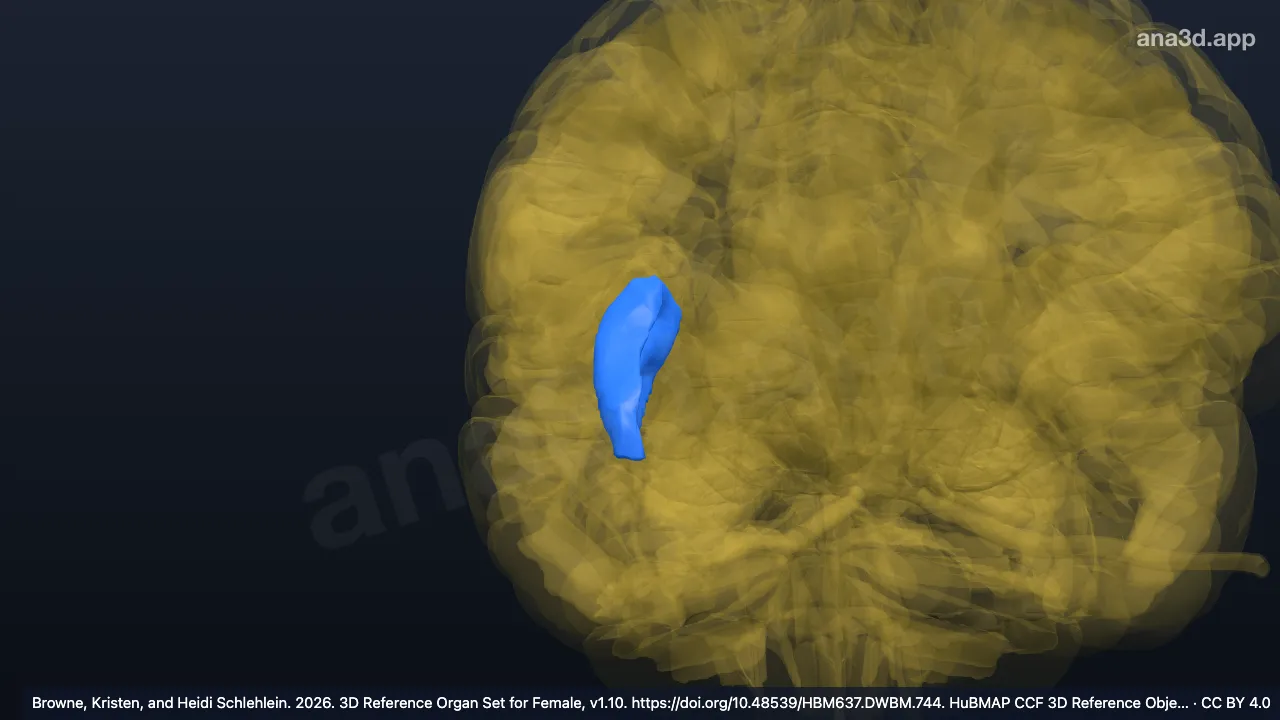 Modèle 3D : Gyrus insulaires longs droits