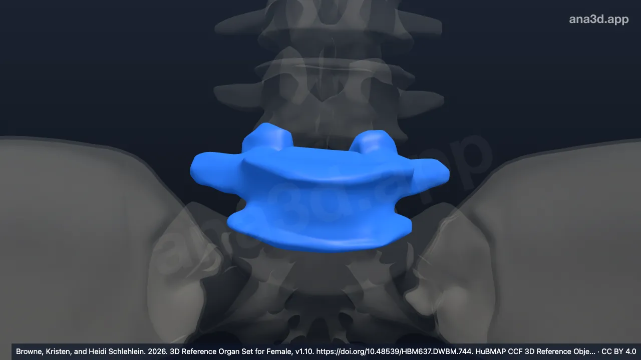 Modelo 3D: Vértebra lombar 6