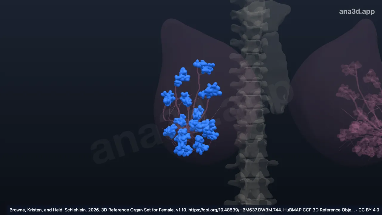 Modèle 3D : Lobe mammaire droit