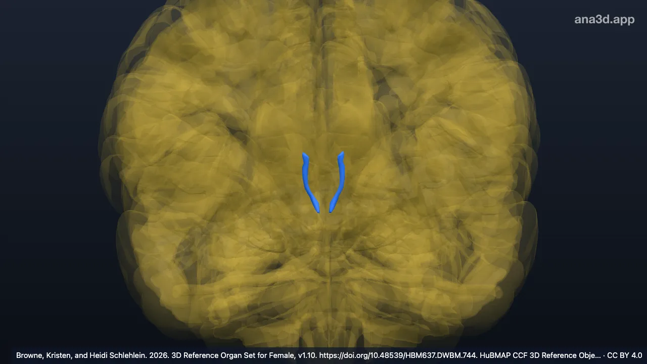 3D model: mammillothalamic tract