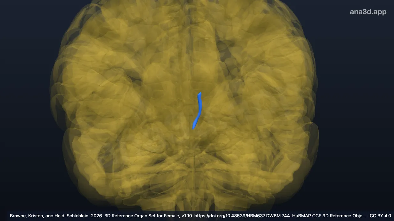3D model: left mammillothalamic tract