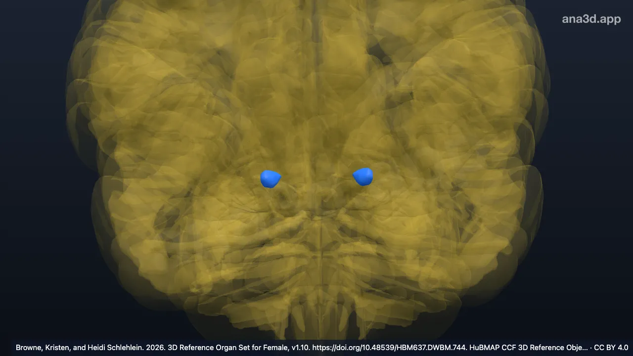 3D model: medial geniculate nuclei