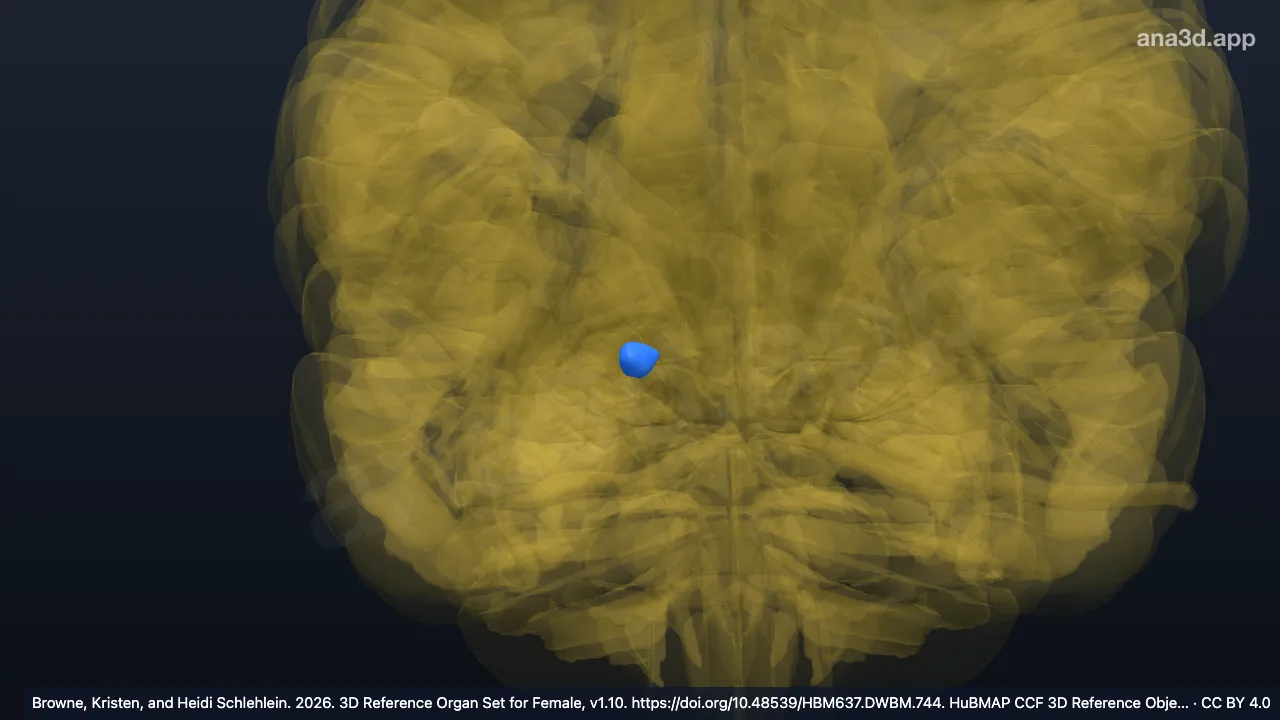 3D model: right medial geniculate nuclei