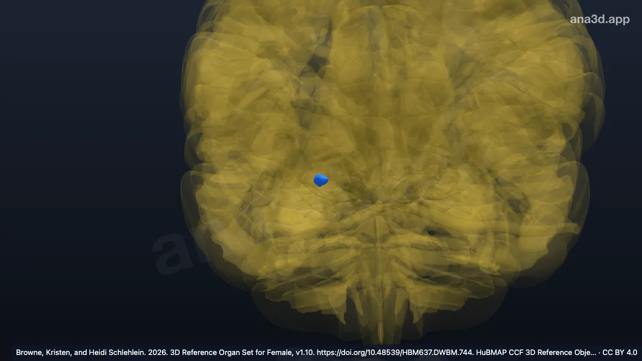3D-Modell: Rechter Nucleus medialis