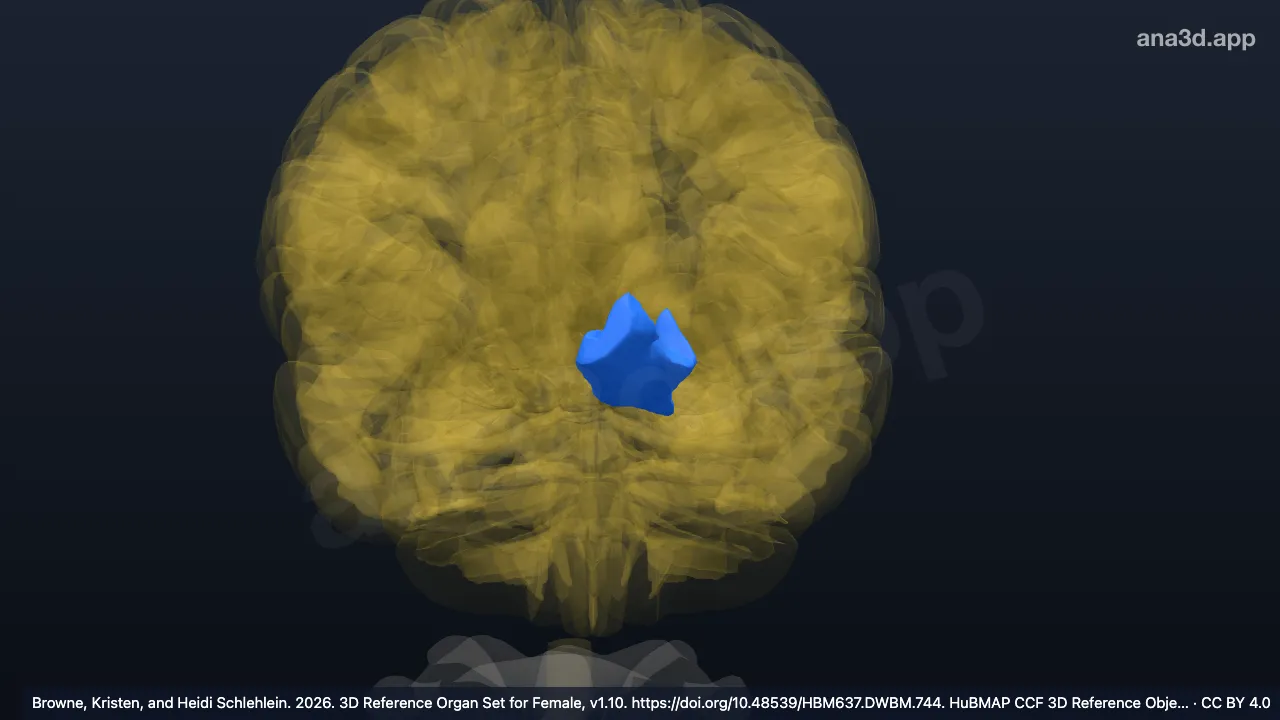 Modèle 3D : Gyrus orbitaire médial gauche