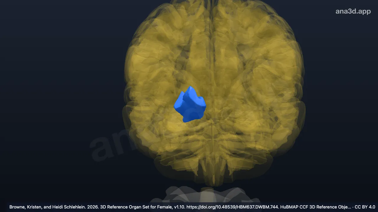 3D model: right medial orbital gyrus