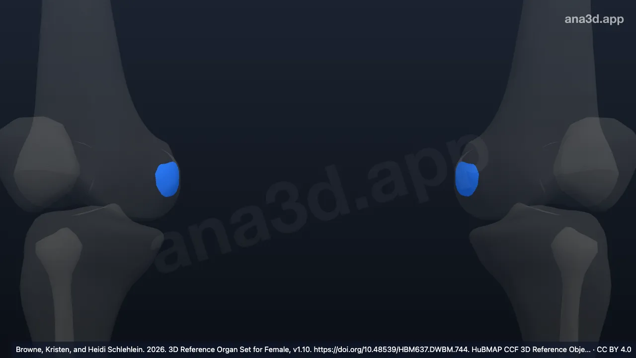 Model 3D: Permukaan perikondular medial