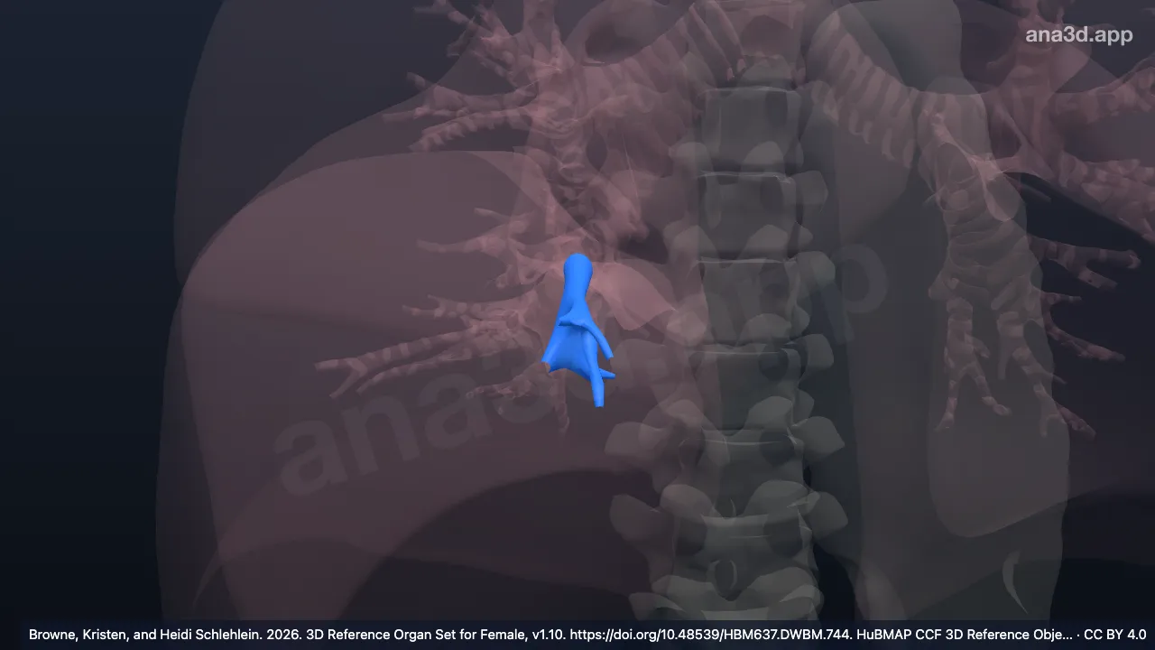 3D-Modell: Rechter Bronchus segmentalis medialis