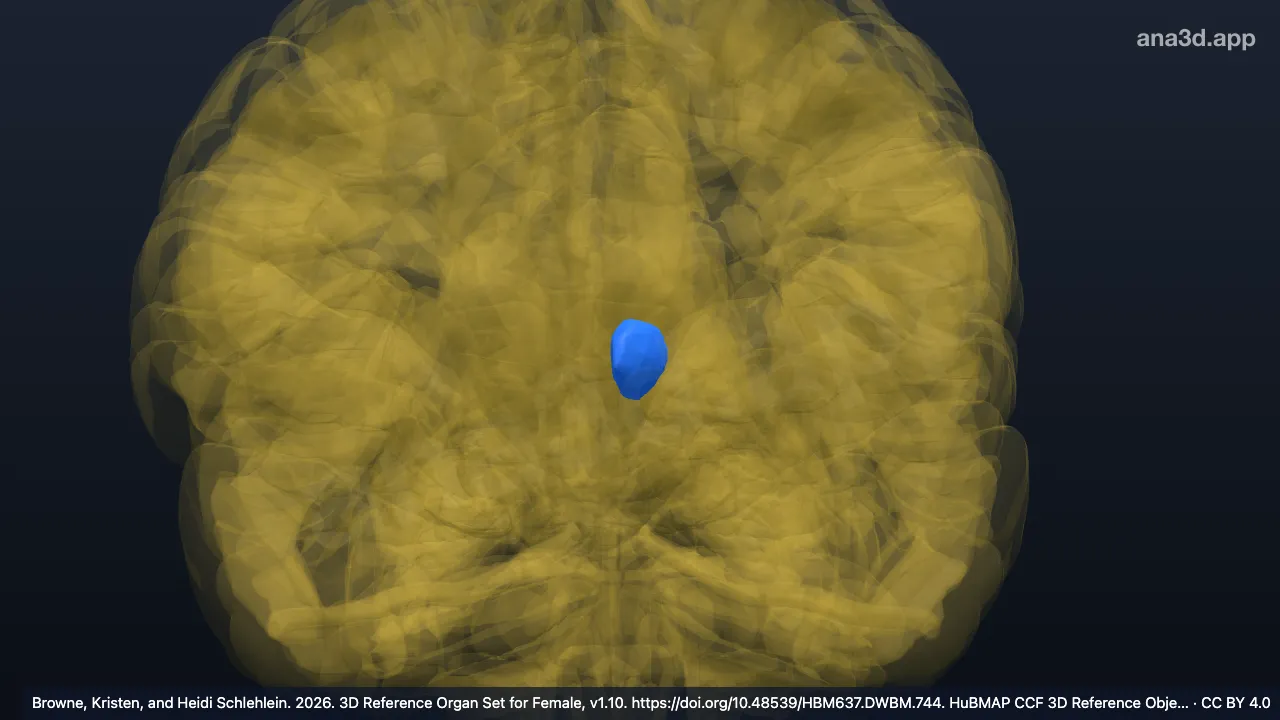 3D-Modell: Linker Nucleus mediodorsalis thalami