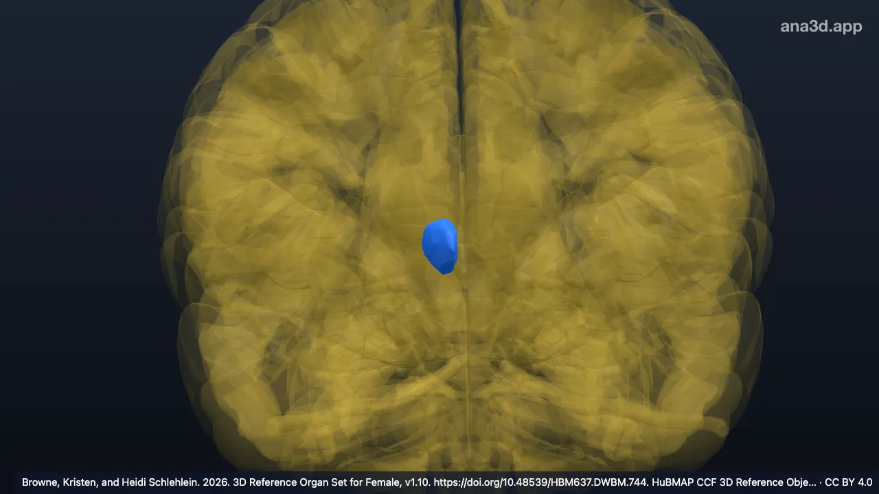 Modèle 3D : Noyau médiodorsal du thalamus droit