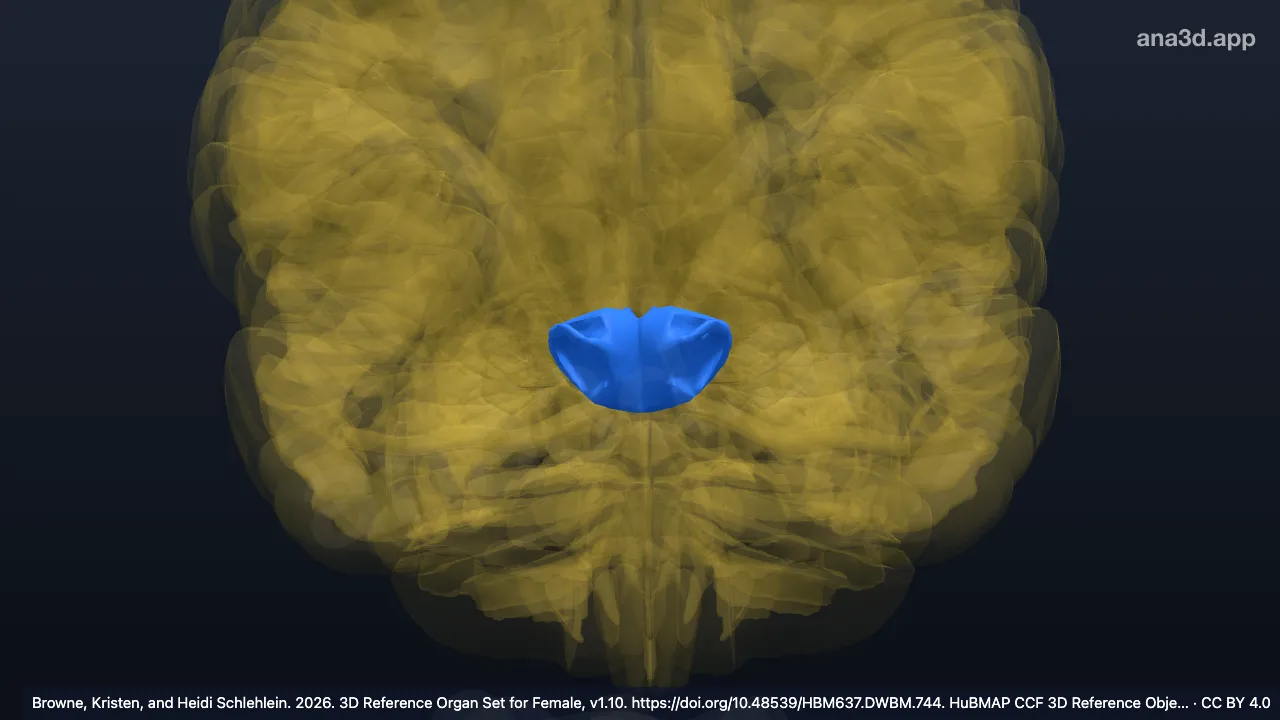 3D model: midbrain tegmentum