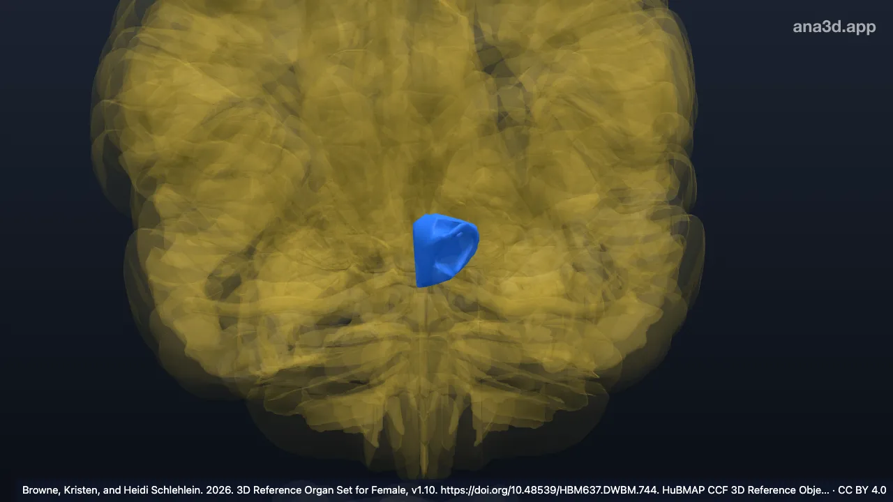 3D model: left midbrain tegmentum