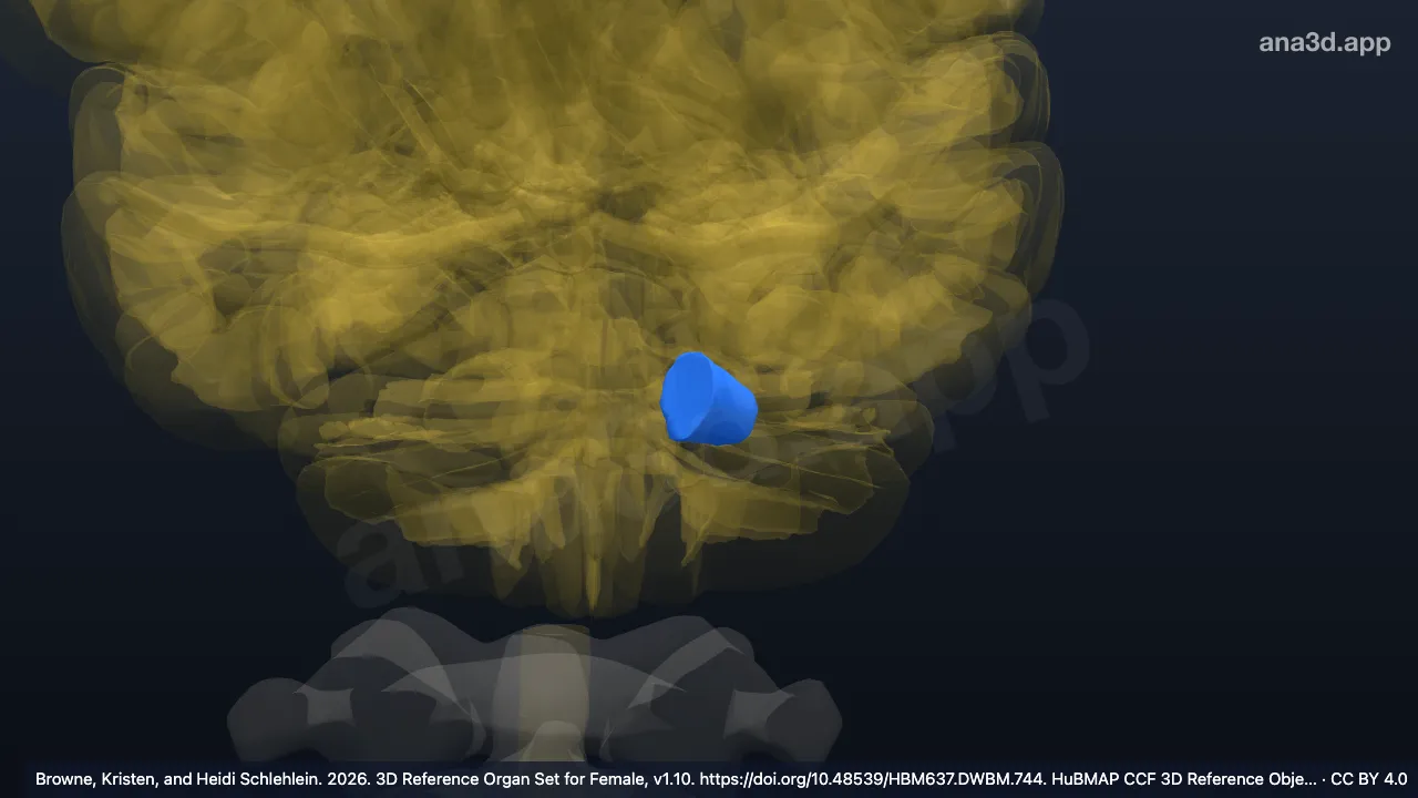 Modelo 3D: Pedúnculo cerebeloso medio izquierdo