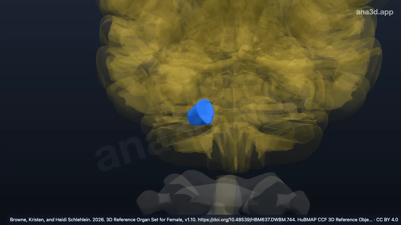 Modelo 3D: Pedúnculo cerebeloso medio derecho