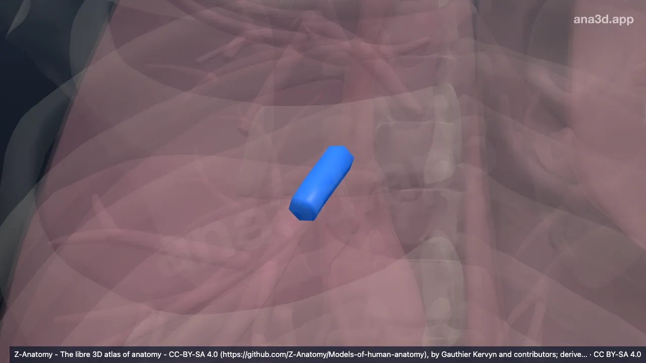 3D model: right middle lobar bronchus