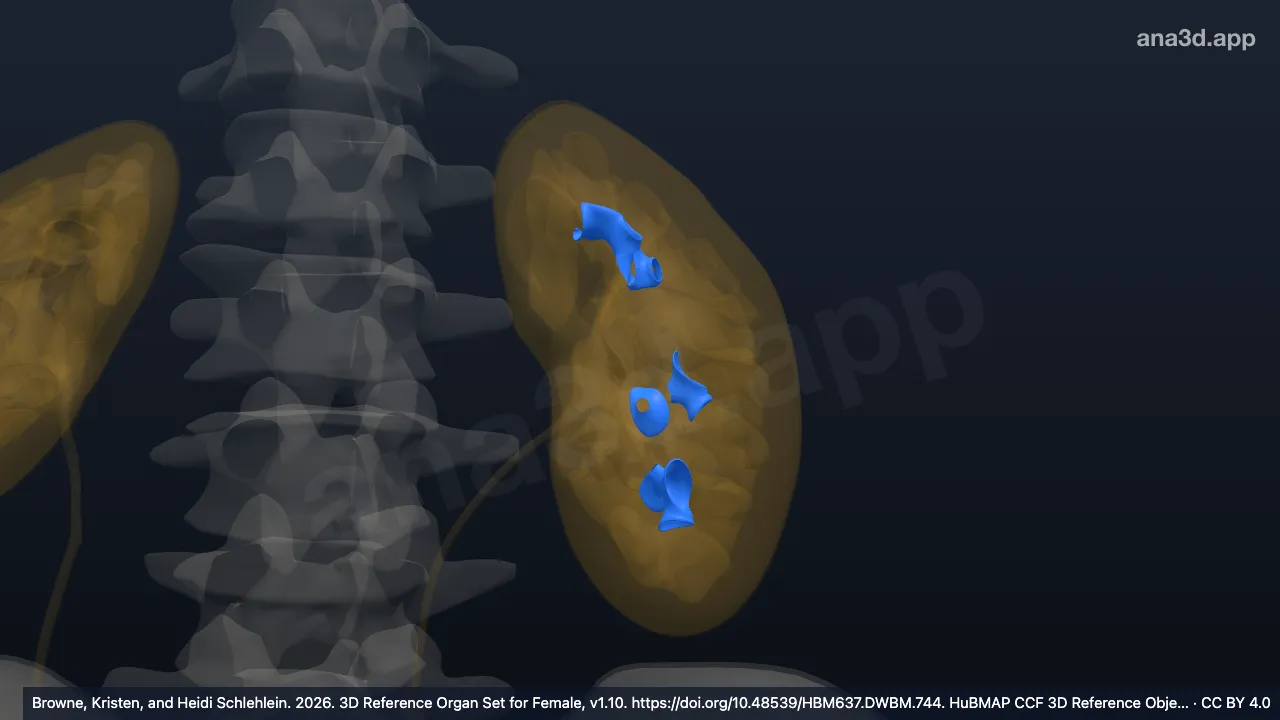 Modelo 3D: Cáliz menor izquierdo