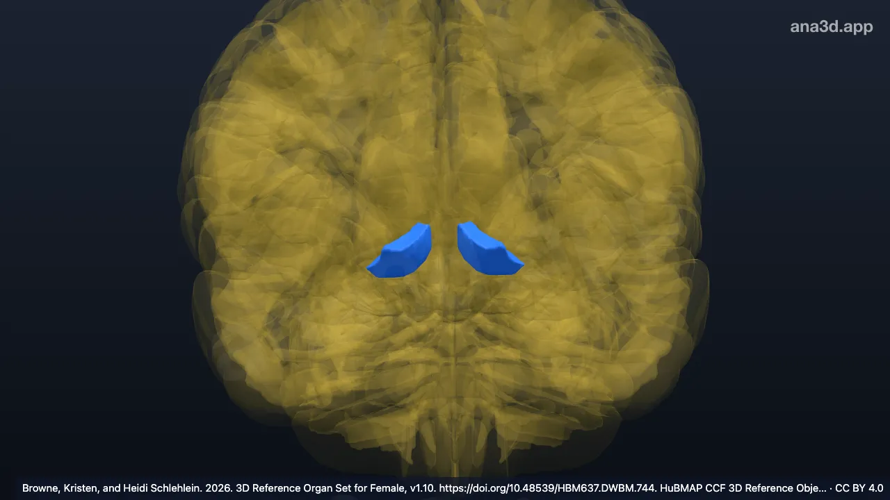 Modèle 3D : Noyau accumbens