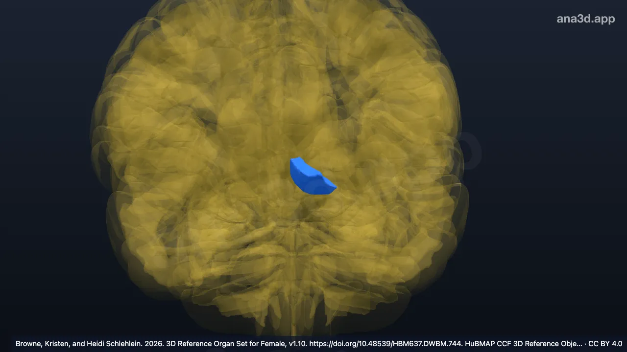 Modelo 3D: Núcleo accumbens esquerdo