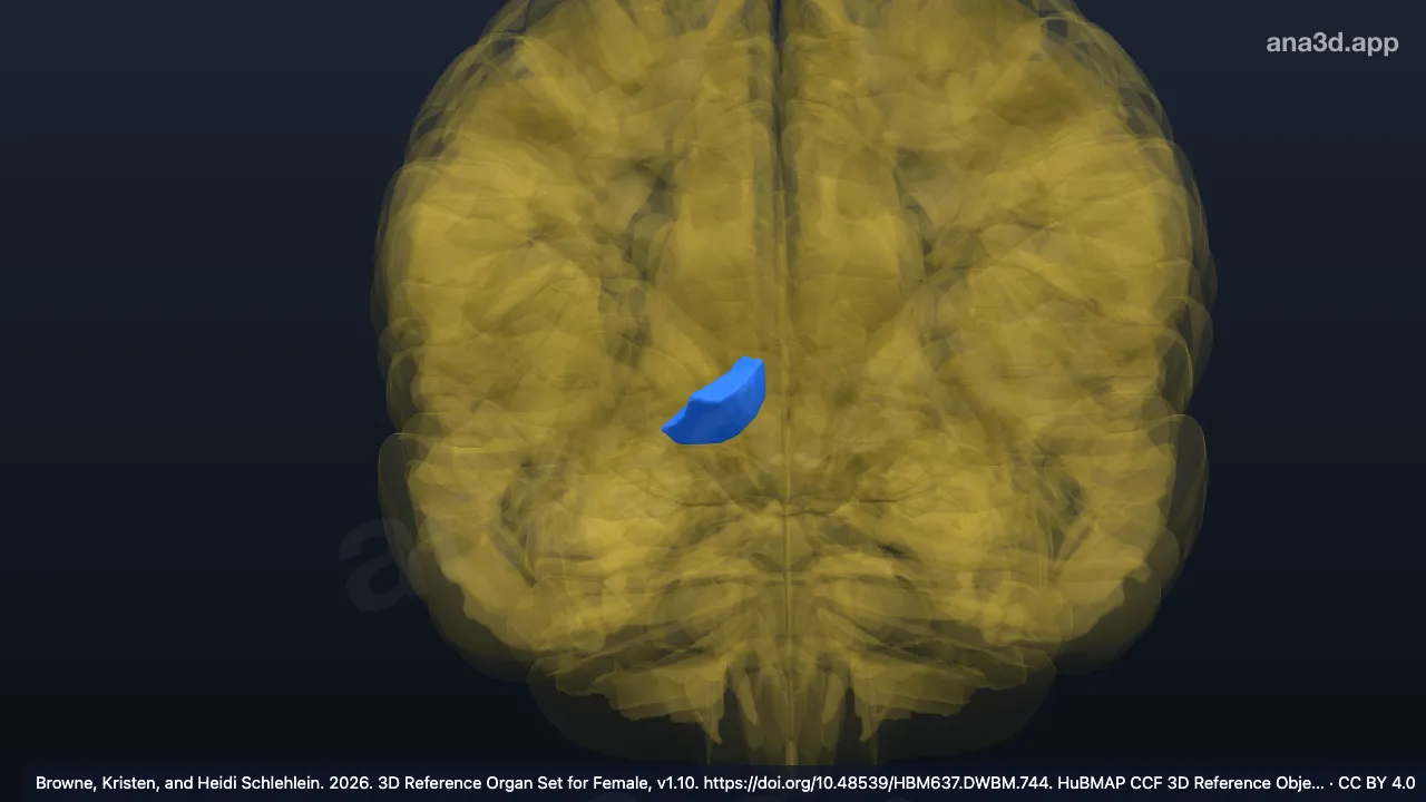 Modelo 3D: Núcleo accumbens derecho
