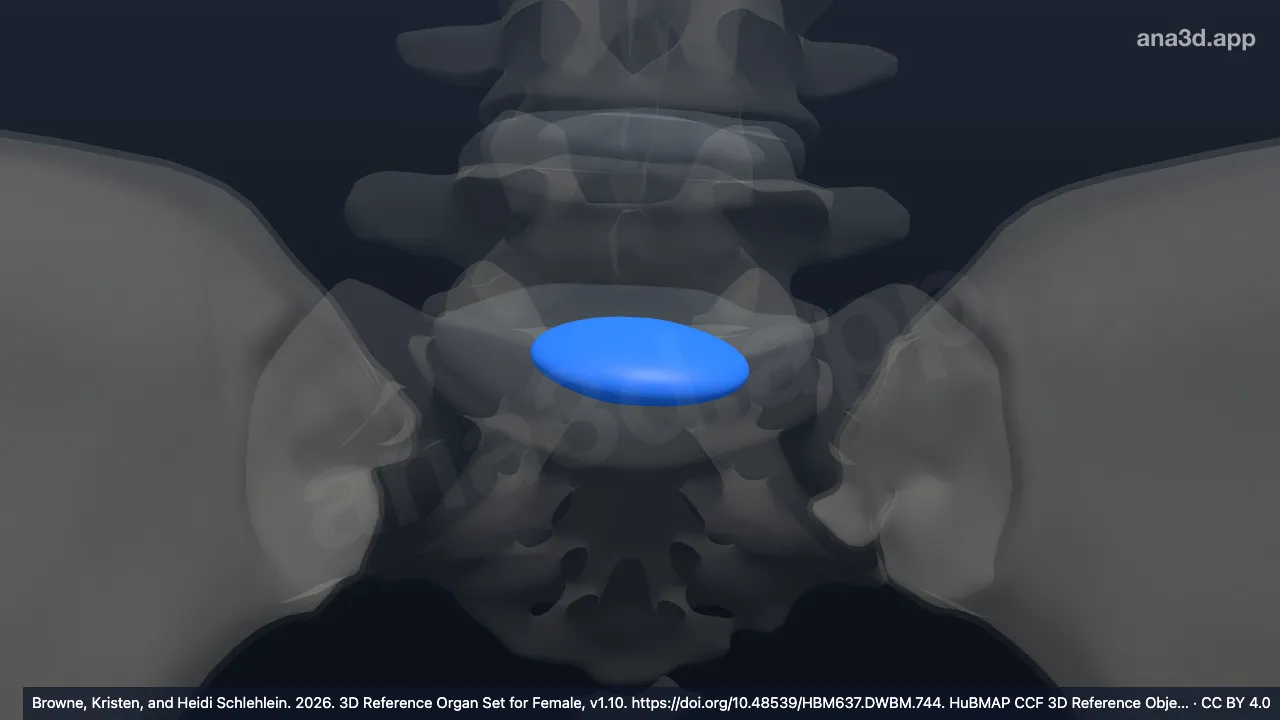 Modelo 3D: Núcleo pulposo del disco intervertebral de la sexta vértebra lumbar