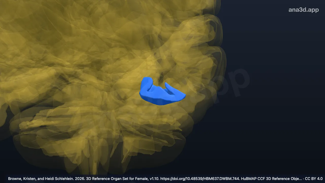 Model 3D: Girus fusiformis oksipitalis kiri