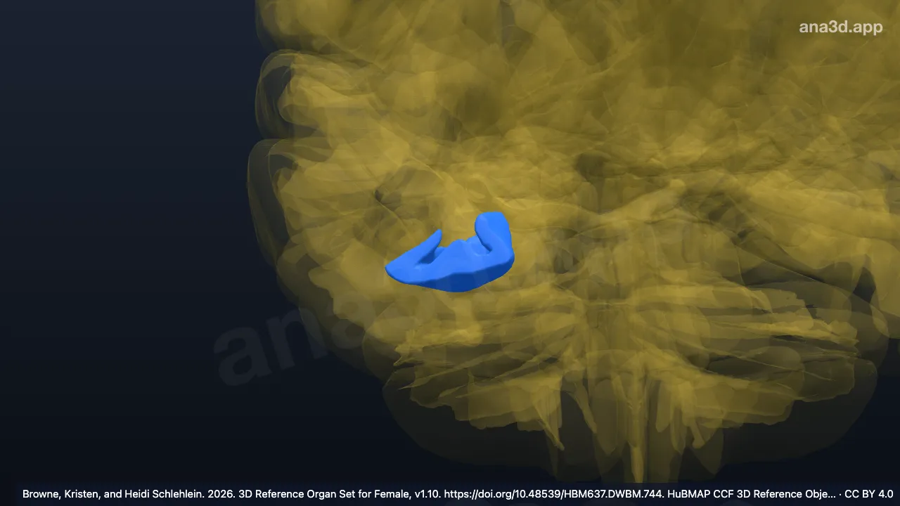 Modelo 3D: Giro fusiforme occipital direito