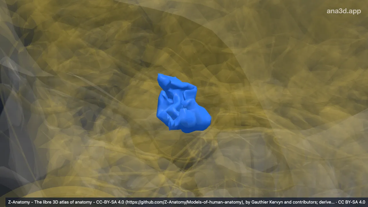 Model 3D: Polus oksipitalis kanan