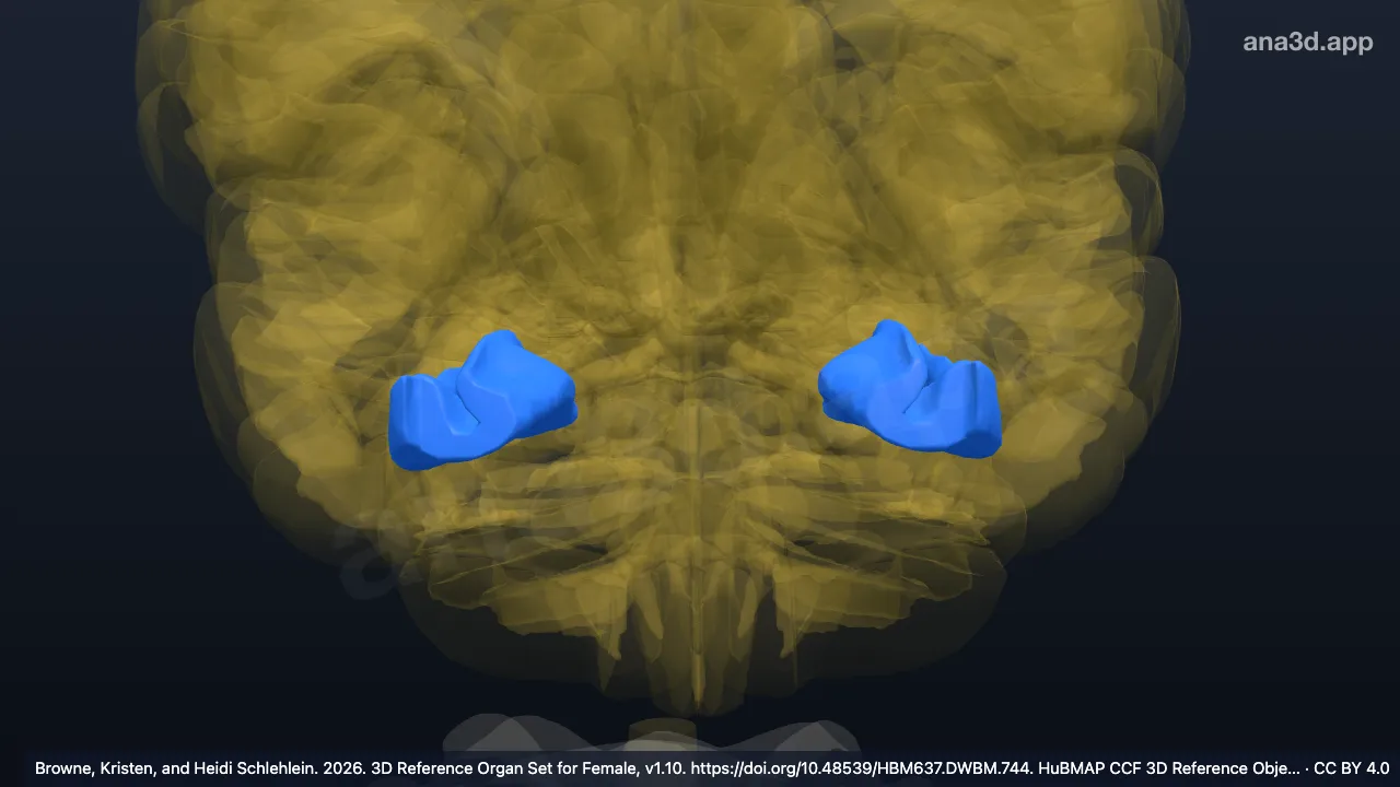Modèle 3D : Gyrus occipito-temporal fusiforme, partie temporale