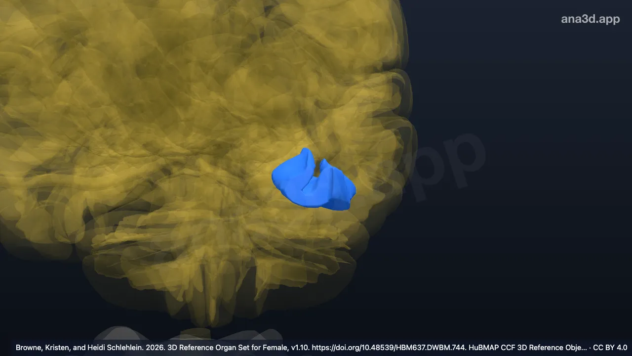 3D model: left occipitotemporal fusiform gyrus temporal part