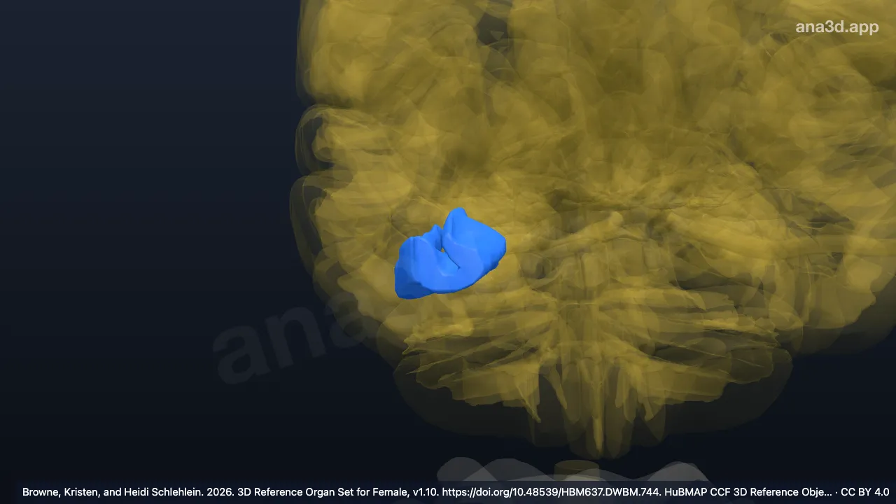 3D-Modell: Rechter Gyrus occipitotemporalis fusiformis, Pars temporalis