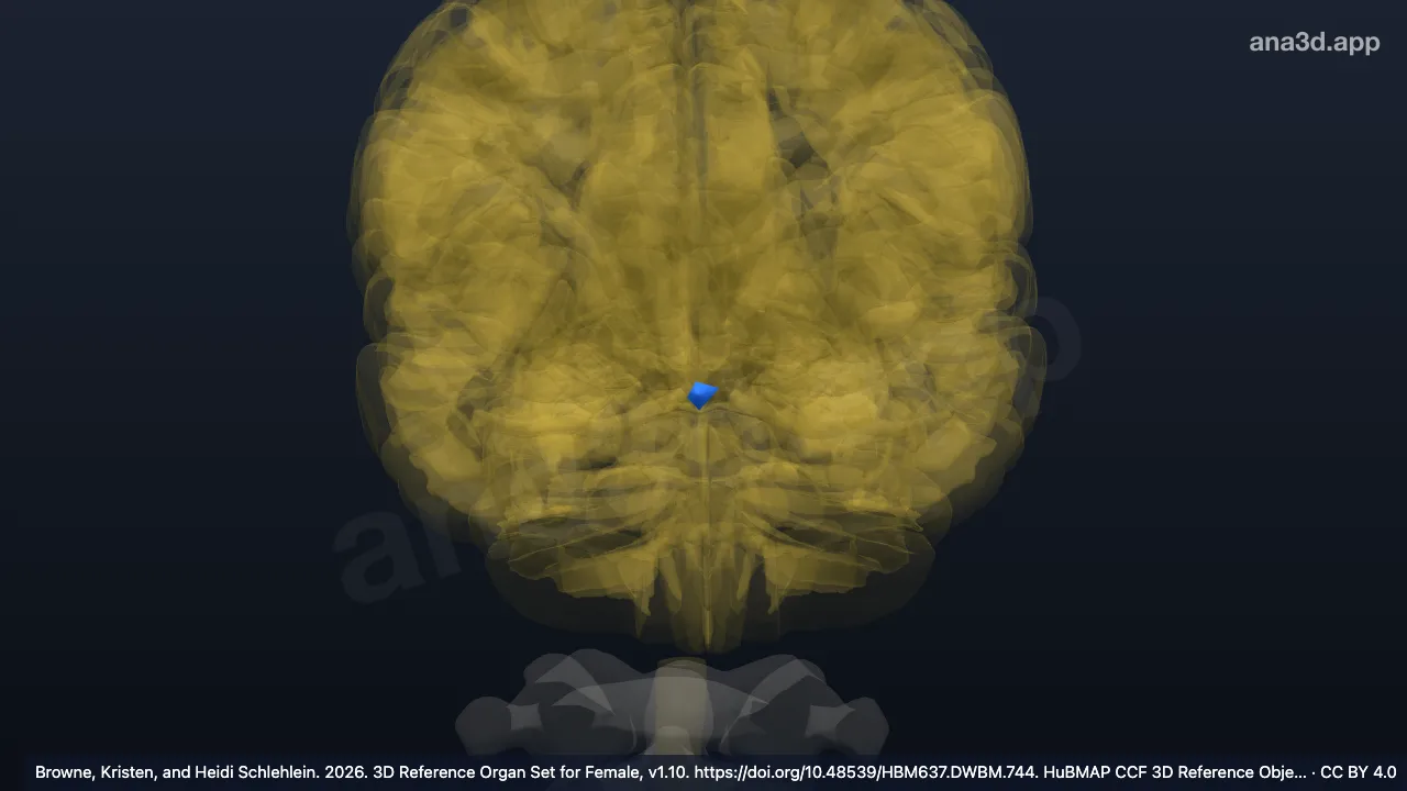 Modelo 3D: Bulbo olfatorio izquierdo