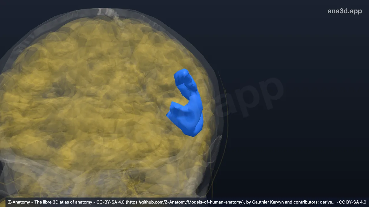 Model 3D: Bagian operkularis girus frontalis inferior kiri