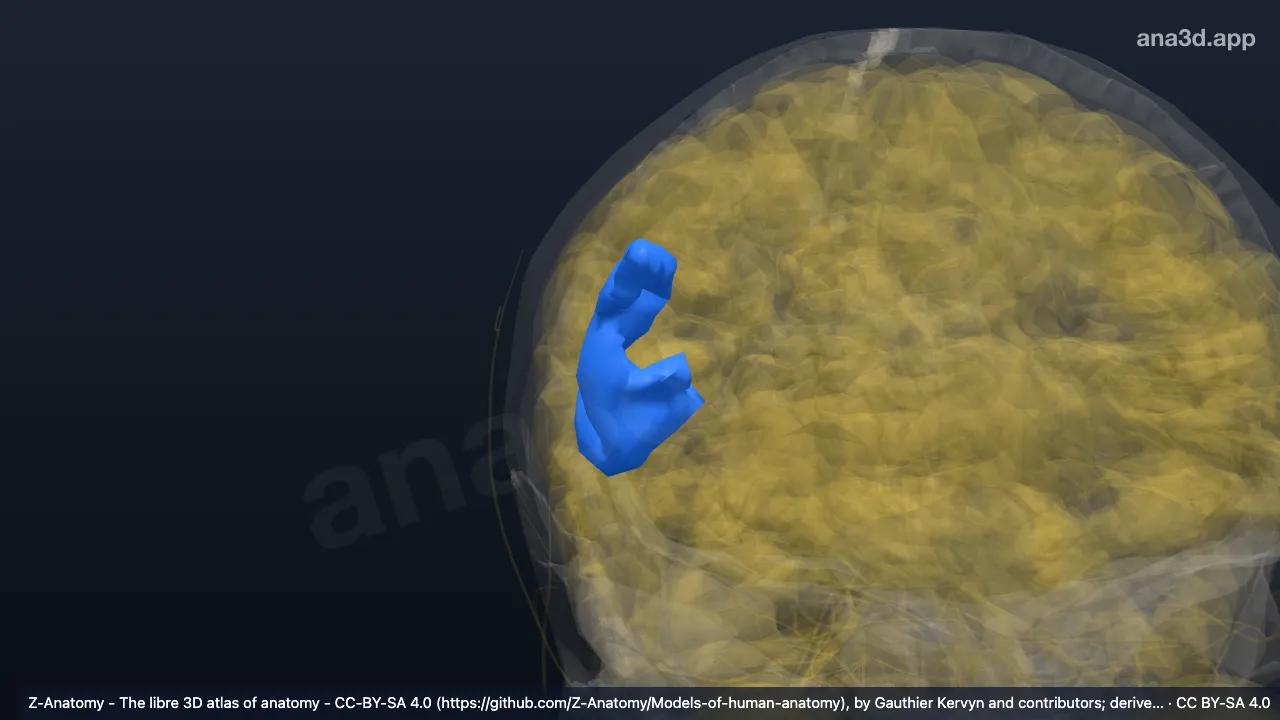 Model 3D: Bagian operkularis girus frontalis inferior kanan