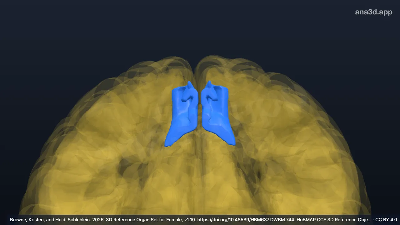 Modèle 3D : Lobule paracentral, partie caudale