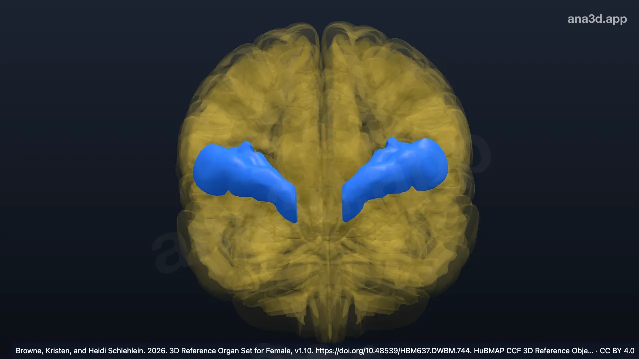 3D model: paracingulate gyrus