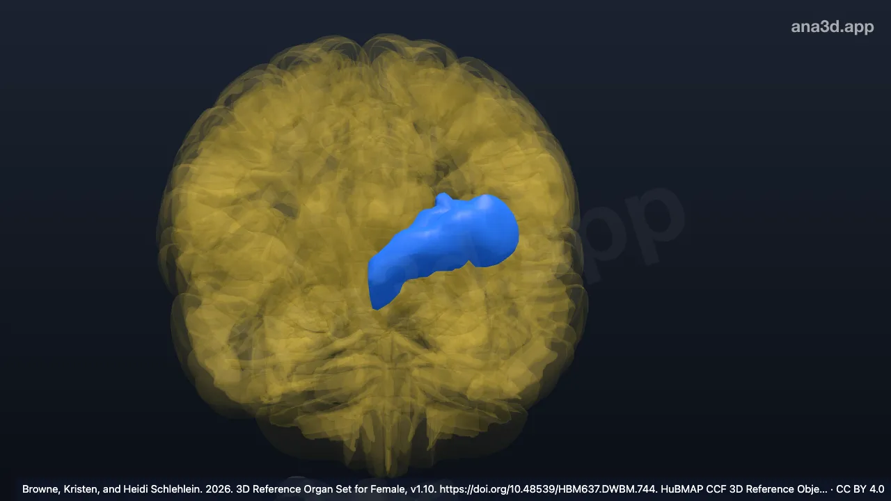 Modelo 3D: Giro paracingulado esquerdo